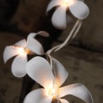 plumeria_incand1