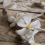 plumeria_incand2