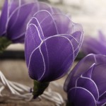 tulipan_incand1